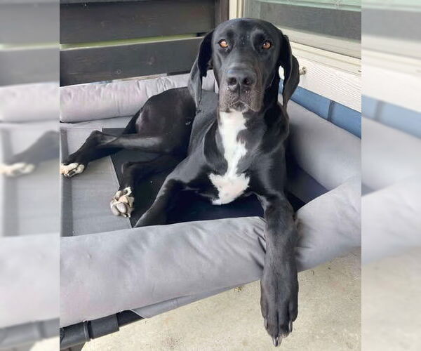 Medium Photo #3 Great Dane-Unknown Mix Puppy For Sale in Bullard, TX, USA