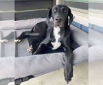 Small #2 Great Dane Mix