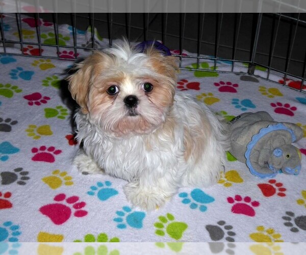 Medium Photo #13 Shih Tzu Puppy For Sale in TUCSON, AZ, USA
