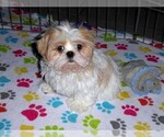 Small #12 Shih Tzu