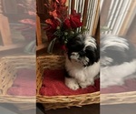 Small Photo #16 Shih Tzu Puppy For Sale in BRIDGETON, NJ, USA