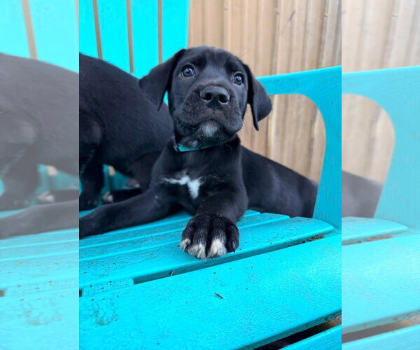 Medium Photo #2 Mutt Puppy For Sale in Orlando, FL, USA