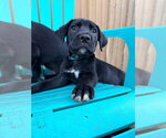 Small #1 Mutt