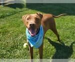 Small #1 Doberman Pinscher-Labrador Retriever Mix