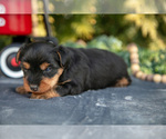 Small #2 Yorkshire Terrier