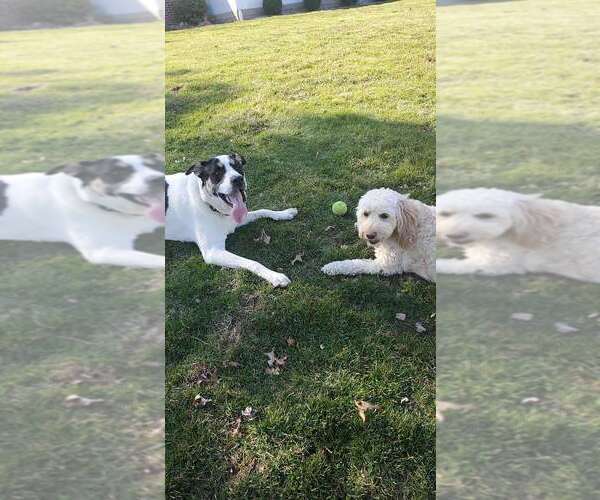 Medium Photo #2 Boxer-Unknown Mix Puppy For Sale in Aurora, IN, USA