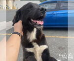 Small #1 Border Collie-Retriever  Mix