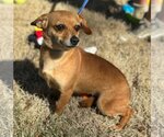 Small Photo #2 Chiweenie Puppy For Sale in Yardley, PA, USA