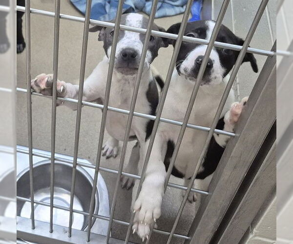 Medium Photo #1 Mutt Puppy For Sale in Decatur, IL, USA