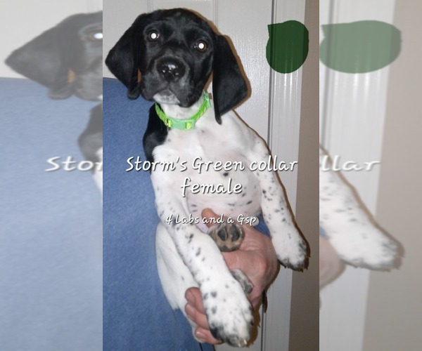 Medium Photo #1 German Shorthaired Pointer Puppy For Sale in RICHMOND, MO, USA