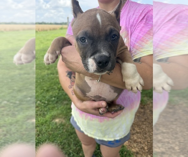 Medium Photo #5 American Bully Puppy For Sale in RUSSELLVILLE, KY, USA