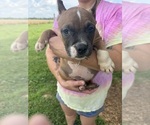 Small #4 American Bully