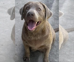 Mother of the Labrador Retriever puppies born on 04/25/2026