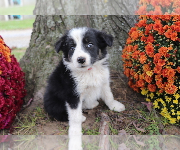 Medium Photo #1 Border Collie Puppy For Sale in SHILOH, OH, USA