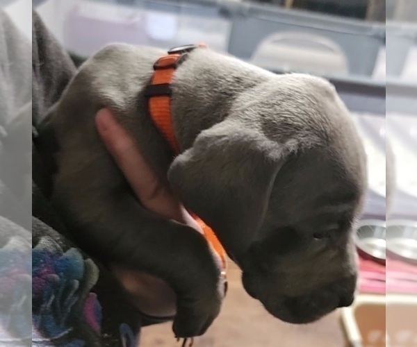 Medium Photo #8 Great Dane Puppy For Sale in OGDEN, UT, USA