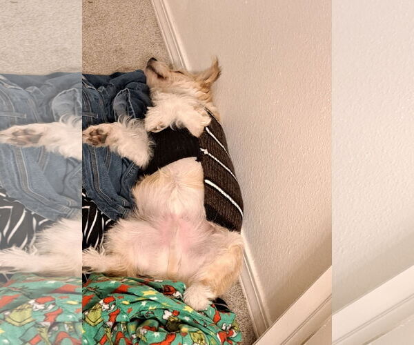 Medium Photo #2 Havanese-Pembroke Welsh Corgi Mix Puppy For Sale in Fort Collins, CO, USA