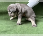 Small Photo #4 French Bulldog Puppy For Sale in PALATINE, IL, USA