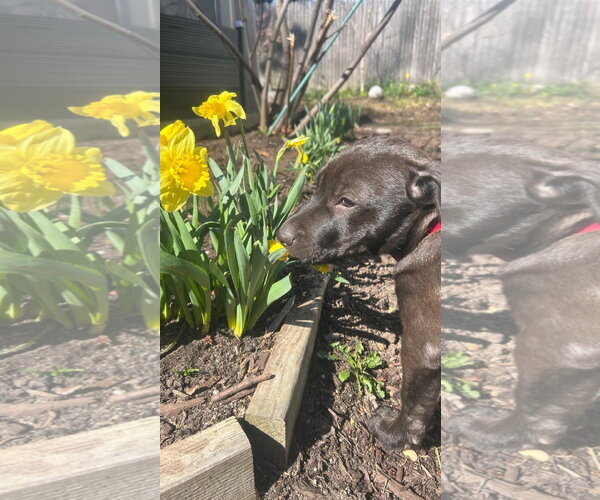 Medium Photo #2 Mutt Puppy For Sale in Cliffwood, NJ, USA