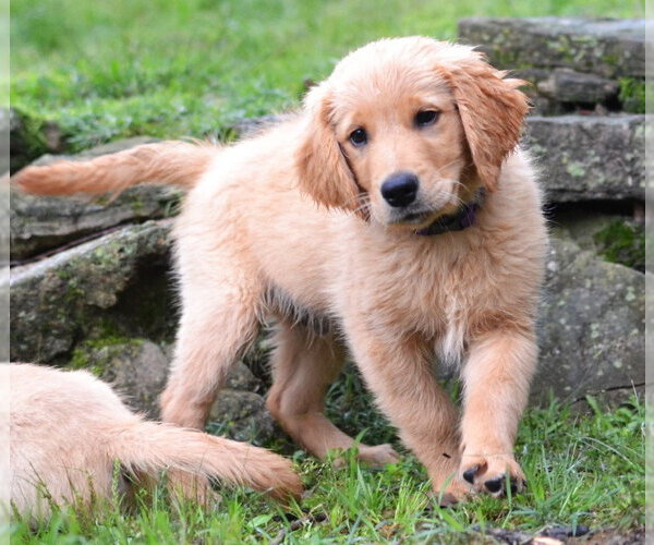 Medium Photo #1 Golden Retriever Puppy For Sale in Enfield, CT, USA
