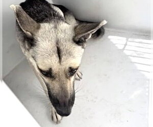 German Shepherd Dog Dogs for adoption in Houston, TX, USA