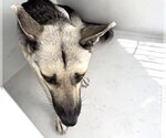 A662765 - Female German Shepherd Dog Dog for Adoption - Small photo