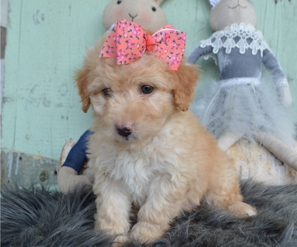 Medium Photo #4 F2 Aussiedoodle Puppy For Sale in HONEY BROOK, PA, USA