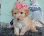 Small Photo #4 F2 Aussiedoodle Puppy For Sale in HONEY BROOK, PA, USA