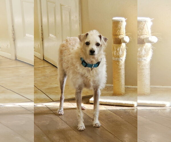 Medium Photo #4 Poodle (Miniature)-Unknown Mix Puppy For Sale in Temecula, CA, USA