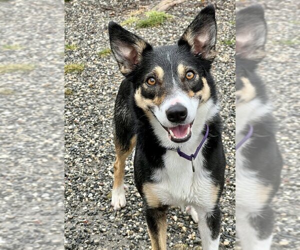 Medium Photo #7 Border Collie-Unknown Mix Puppy For Sale in Elmsford, NY, USA