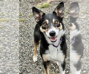 Bella - Female Border Collie-Unknown Mix Dog for Adoption - Photo #7