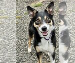 Small #6 Border Collie Mix