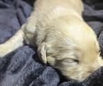 Small Photo #13 Golden Retriever Puppy For Sale in MODESTO, CA, USA