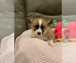 Small Photo #3 Pembroke Welsh Corgi Puppy For Sale in BILLINGS, MO, USA