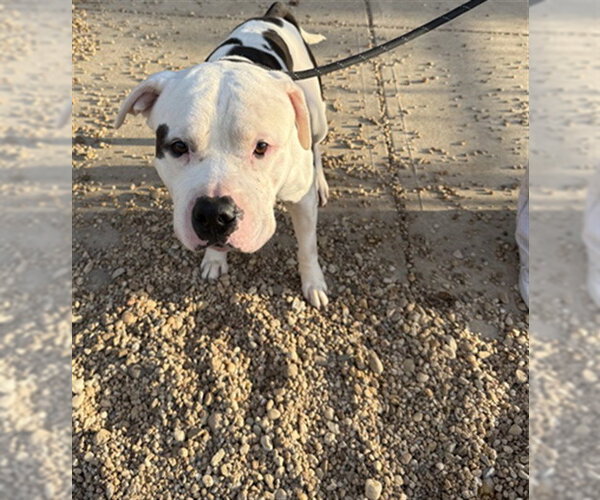 Medium Photo #2 Mutt Puppy For Sale in Forestville, MD, USA