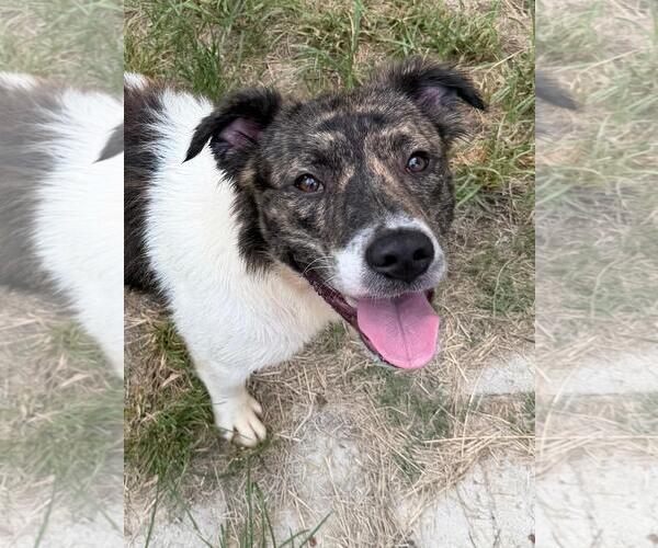 Medium Photo #5 Australian Shepherd-Unknown Mix Puppy For Sale in Wetumpka, AL, USA