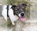 Small #4 Australian Shepherd Mix