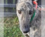 Small Greyhound