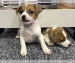 Small #3 Jack Russell Terrier