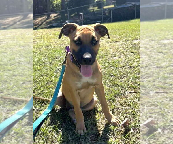 Medium Photo #4 Mutt Puppy For Sale in Boston, MA, USA