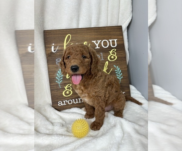 Medium Photo #5 Goldendoodle (Miniature) Puppy For Sale in GREENFIELD, IN, USA