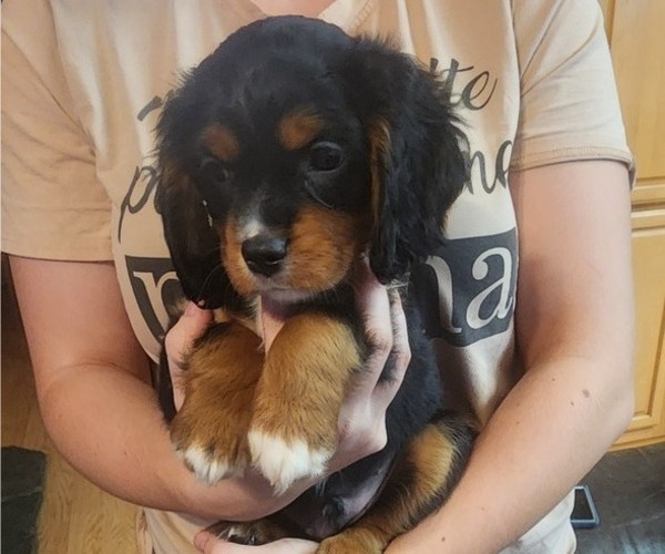 Medium Photo #1 Aussalier Puppy For Sale in ATHOL, ID, USA