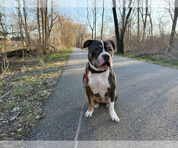 Medium Photo #6 American Pit Bull Terrier-Unknown Mix Puppy For Sale in Germantown, OH, USA