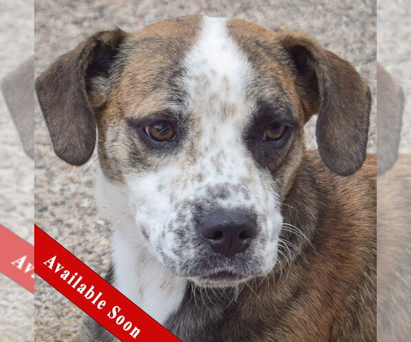 Medium Photo #1 Beagle-Catahoula Leopard Dog Mix Puppy For Sale in Huntley, IL, USA