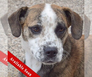 Beagle-Catahoula Leopard Dog Mix Dogs for adoption in Huntley, IL, USA