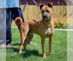 Small #5 Boxer-German Shepherd Dog Mix