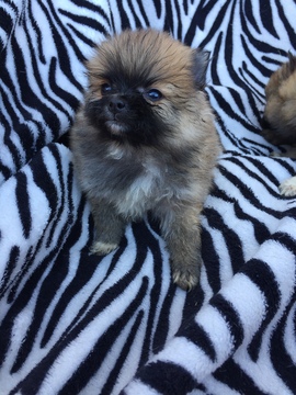 Medium Photo #1 Pomeranian Puppy For Sale in MILLEDGEVILLE, GA, USA