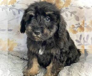 Schnoodle (Miniature) Puppy for sale in MIDDLESEX, NY, USA