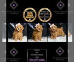 Small Photo #8 Poodle (Toy) Puppy For Sale in WARSAW, IN, USA