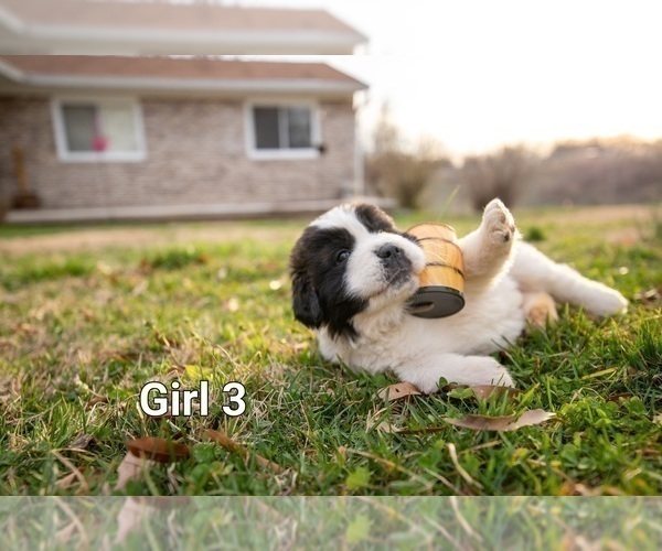 Medium Photo #2 Saint Bernard Puppy For Sale in KANNAPOLIS, NC, USA