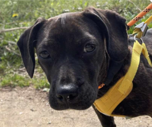 French Bull Weiner Dogs for adoption in San Ramon, CA, USA
